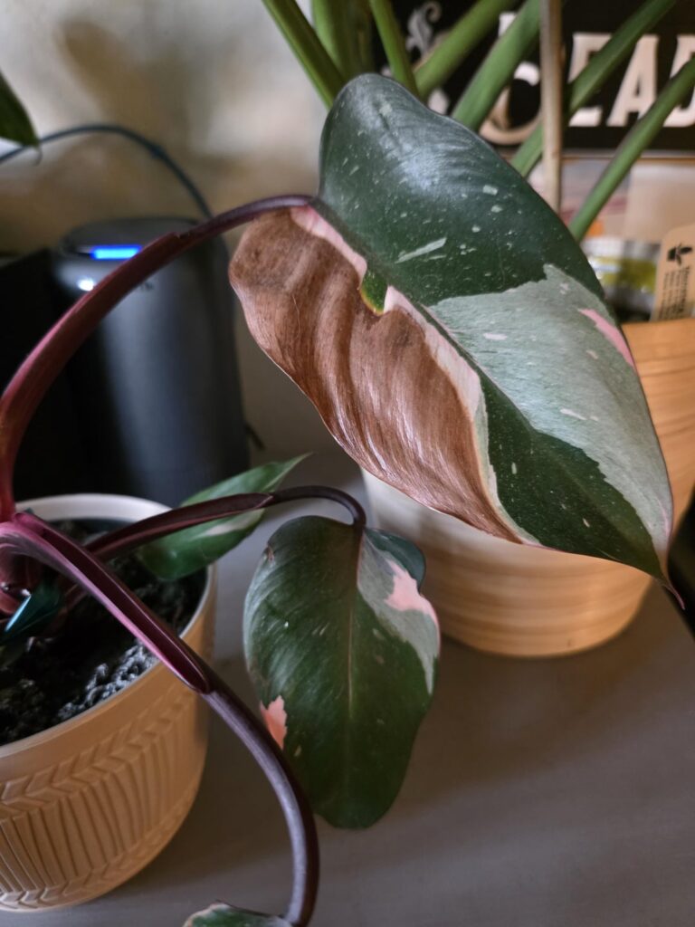 Why has the pink of just one leaf turned brown?