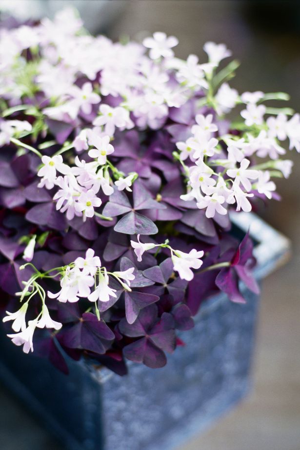 Potted Oxalis