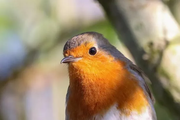 A beautiful Robin 