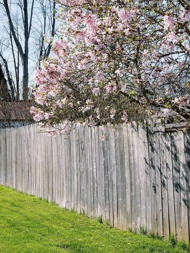 A tree in bloom hangs over a garden fence
