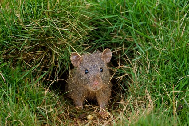 A very surprised mouse at the entrance of its burrow
