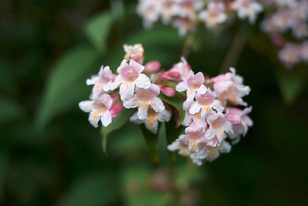Abelia x Grandiflora 