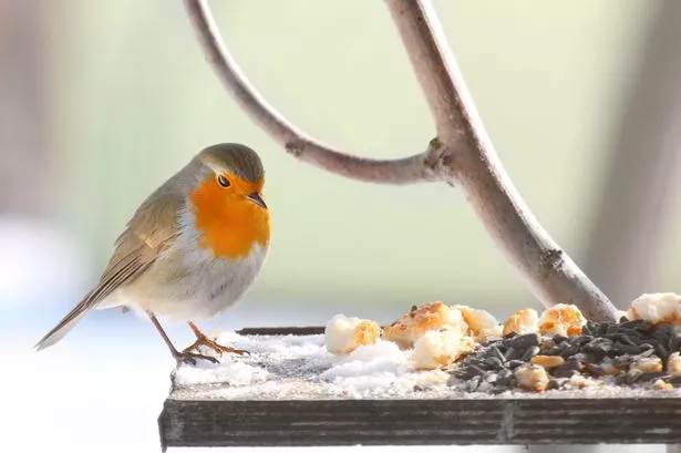Bird getting fed on a bird table