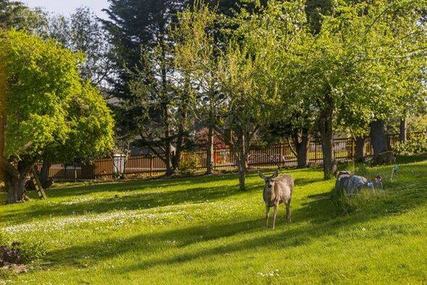 Black-tailed deer (Odocoileus hemionous), also commonly...