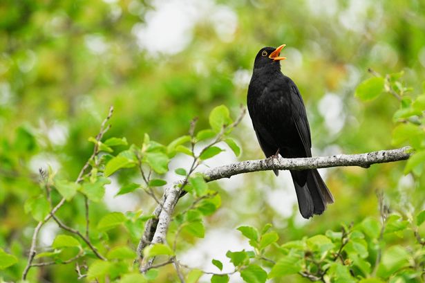 Blackbird (Turdus merula), male singing sitting on a branch, Canton Aargau, Switzerland