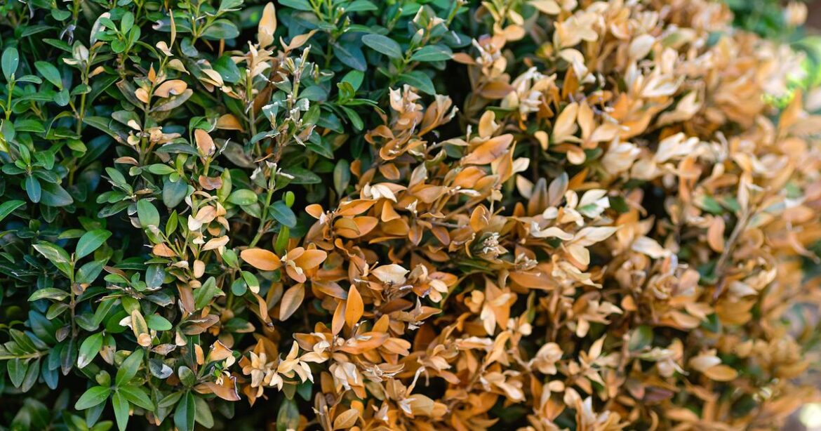 Gardeners warned to ‘act quickly’ over horror pest killing plants Ipso logo