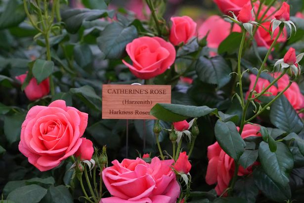 Catherine's Rose by Harkness Roses named after Britain's Princess of Wales on display at the RHS Chelsea Flower Show in London, Monday, May 19, 2025. 
