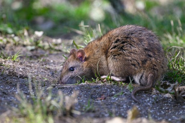 Brown Rats carry many nasty diseases which they can spread to humans, normally through their urine. including; Leptospirosis or Weil's disease, Salmonella, Listeria, Toxoplasma gondii and Hantavirus. Brown Rats can inflict a great amount of structural damage. Rats feed on grain and may be attracted to your garden by fallen food from bird feeders. Stop feeding birds if you suspect rats are visiting your garden and secure chicken runs. Store bird and other animal food in secure containers.
