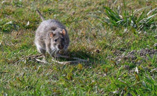 Brown rat in a garden looking at camera
