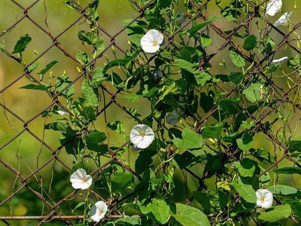 Calystegia sepium, hedge bindweed, climbs the mesh fence