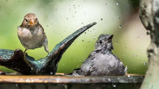 The bird bath at Burnett Fountain in New York's Central Park Conservatory Garden