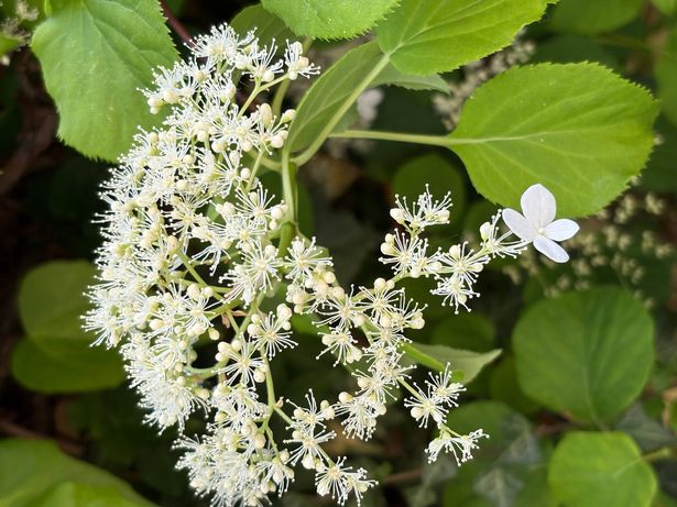 Closeup of the blossoming climbing hydrangea against the backdrop of its bright green leaves