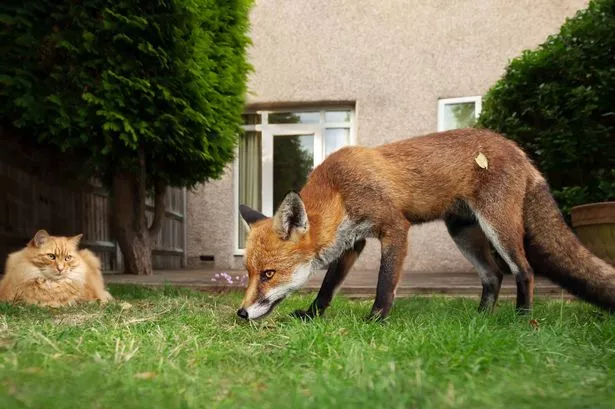 Close up of a cat and fox in the garden, UK.