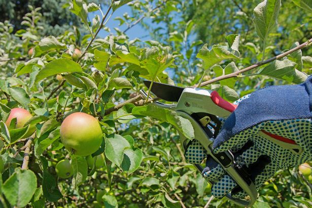 An undated stock photo of someone pruning an apple tree
