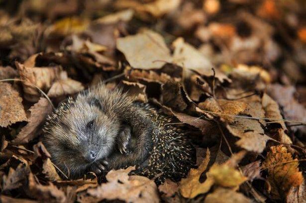 European hedgehog (Erinaceus europaeus) is sleeping in autumn leaves