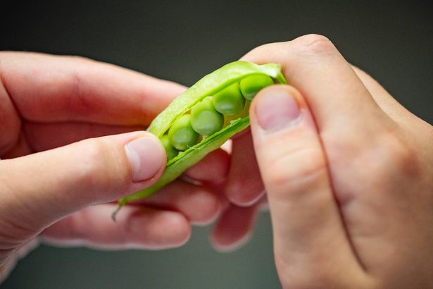 Fresh peas being open