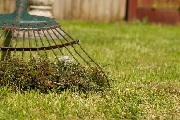 Scarification helps our lawns to grow by removing dead grass and other debris - including moss