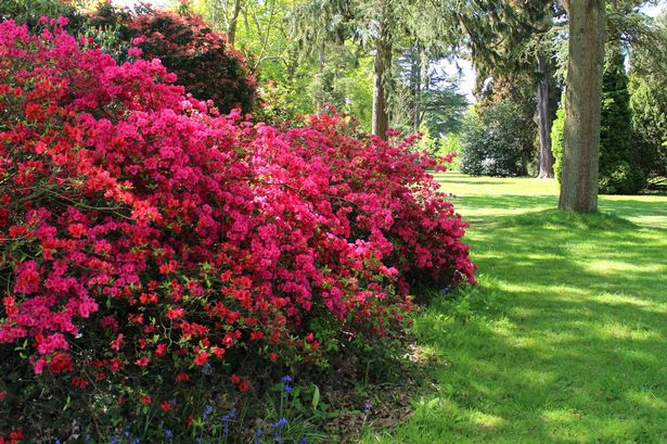 Photo showing a pretty flower border in a landscaped garden