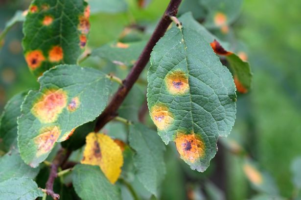 . A branch of a rusted apple tree. Pest control and protection of gardens from diseases.