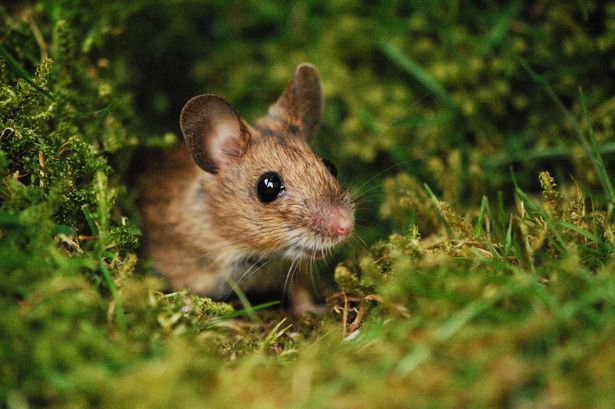 Mouse in garden