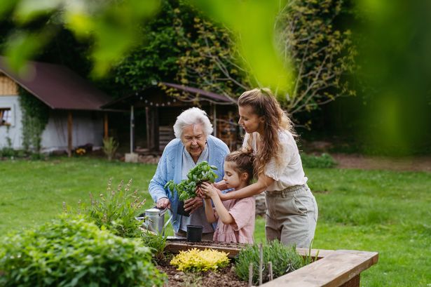 Grandmother, mother and cute granddaughter working together in garden, planting herbs in raised beds, shovelling soil. Three-generational family spending time outdoors together.