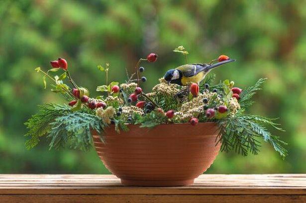 Great tit sitting on a rose hip branch in a winter themed flower bouquet arrangement,Feeding,Slovakia