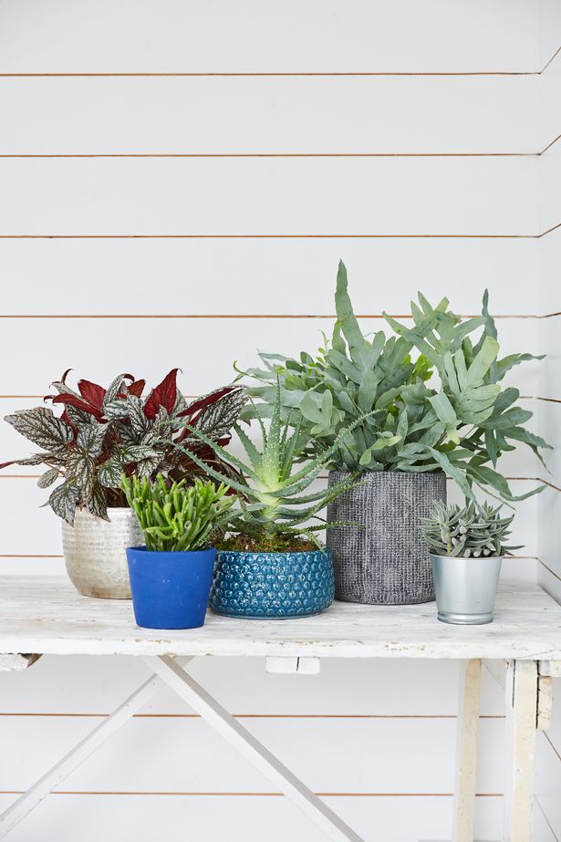 
There are pet-safe plants
