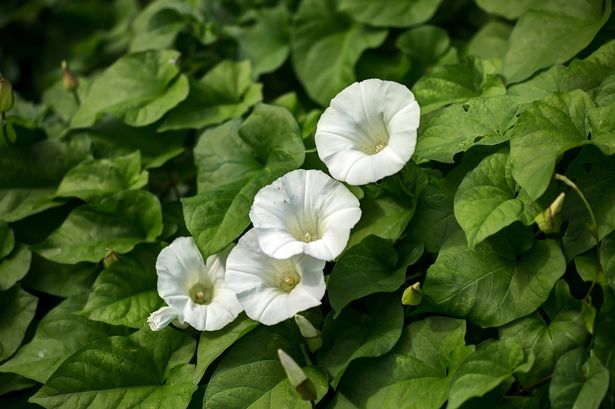 Hedge Bindweed - Calystegia sepium