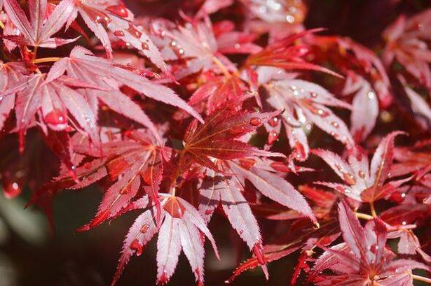 Japanese maple leaves on tree