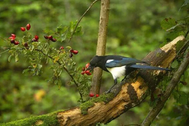 Magpie eating a rosehip berry