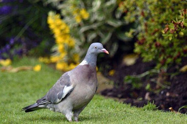 Male Woodpigeon in garden