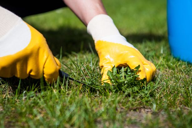 A gardener removing weeds