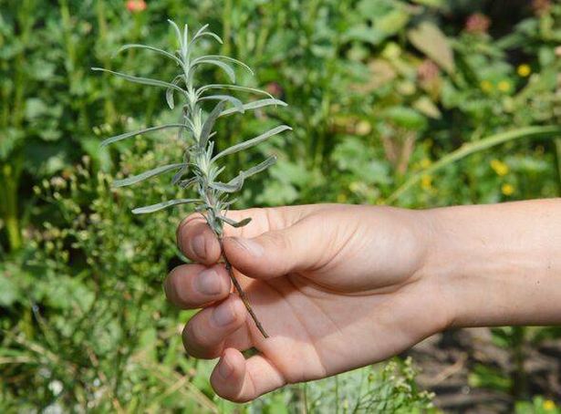 Propagating lavender from cuttings. A gardener