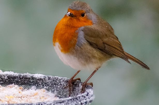 Robin Bird on bird feeder in winter snow