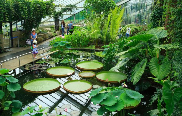 Tropical rainforest environment inside the Princess of Wales conservatory