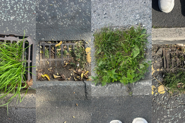 The gullies that look more like gardens.