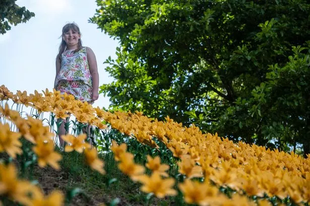 Girl standing on hill above yellow flowers