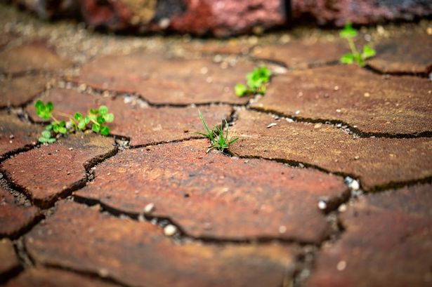 Weed in a patio pavement