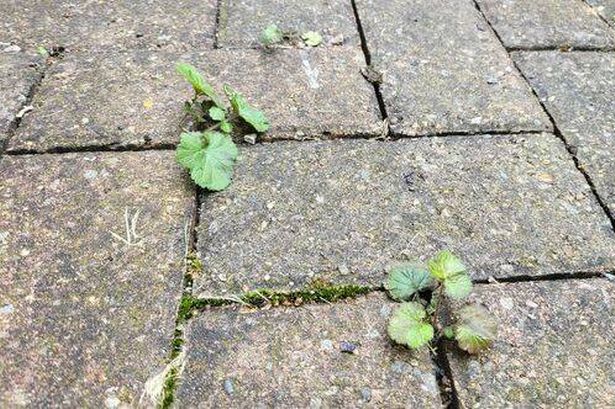 Weeds on driveway
