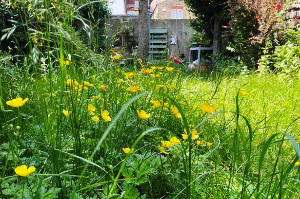 Long grass and buttercups in an overgrown back garden
