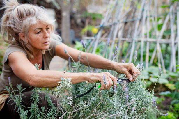 Woman cutting lavender plant