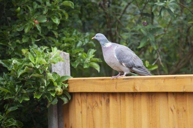 Wood pigeon sitting on a garden fence