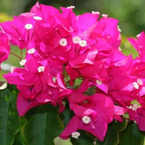 Large Climbing Bougainvillea