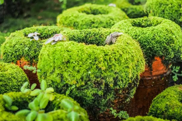 UK households with garden bushes face 'unlimited fines' over 'accidental' rule break