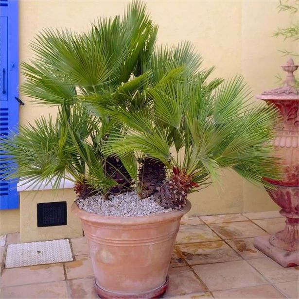 Hardy Mediterranean Fan Palm