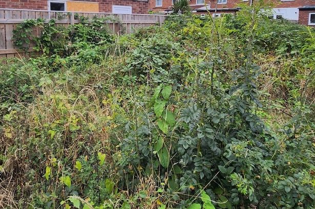 The East Yorkshire garden that landscaper Aiden Jay Taylor has set about transforming for an elderly resident