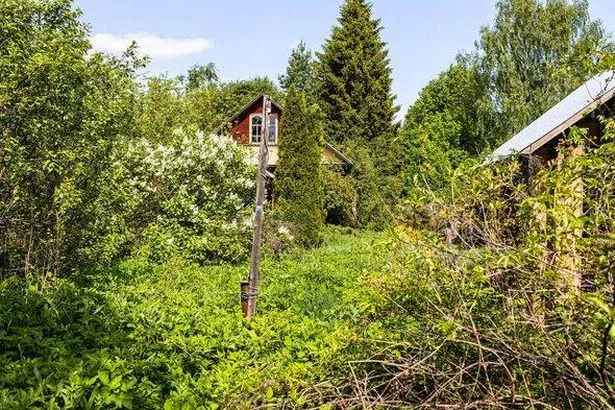 overgrown backyard of old village house 