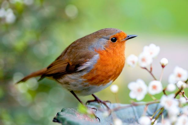Robin perches on a bird bath 