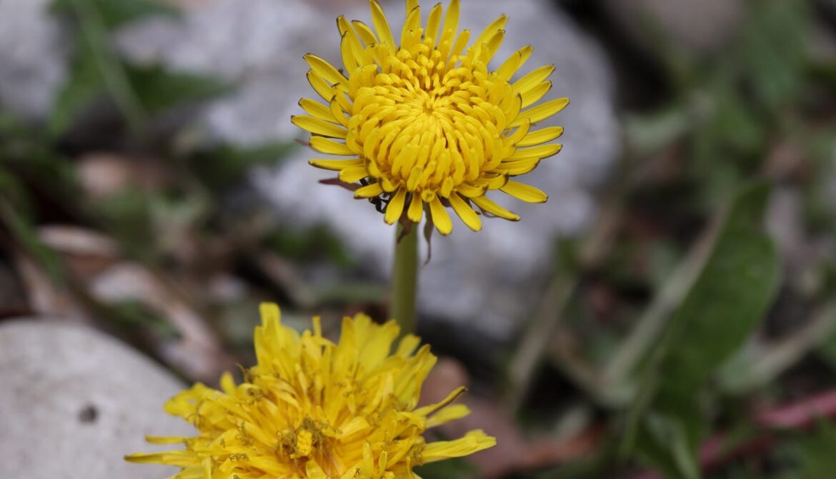 Tips on how to remove weeds the garden