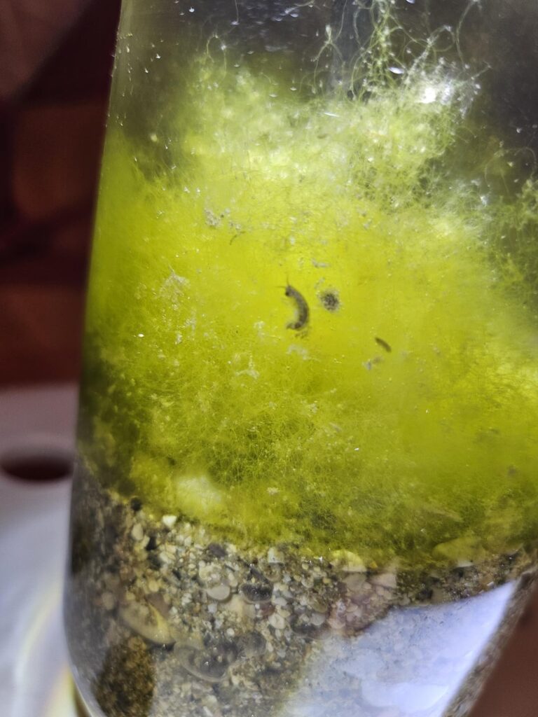 Are these larvae?
